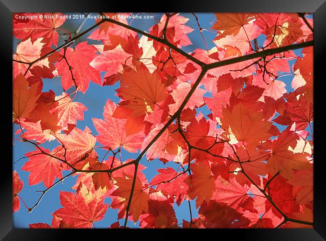Autumn Leaves  Framed Print by Nick Pound