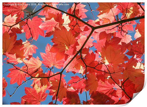 Autumn Leaves  Print by Nick Pound