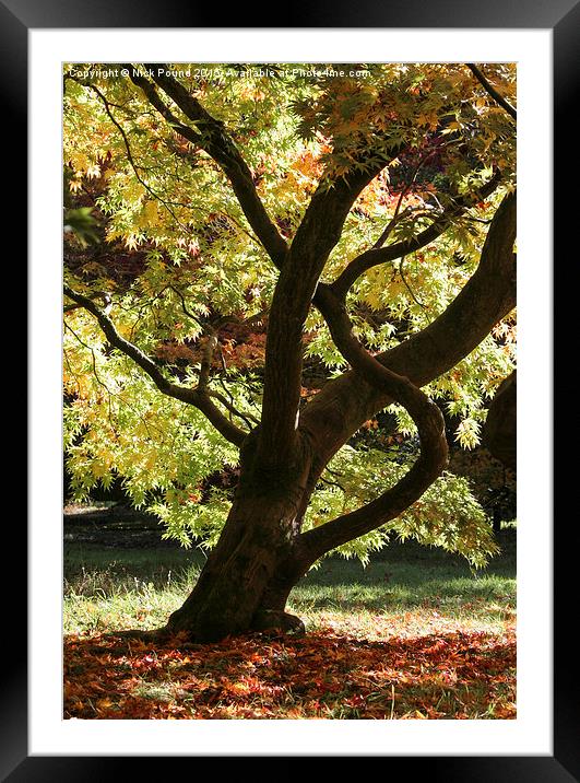 Autumn  Framed Mounted Print by Nick Pound