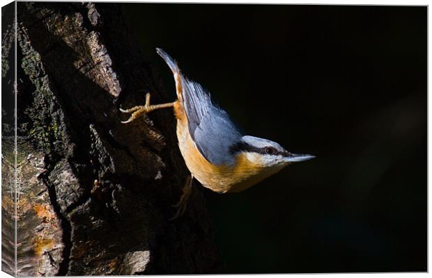 Nuthatch Canvas Print by Kevin Baxter