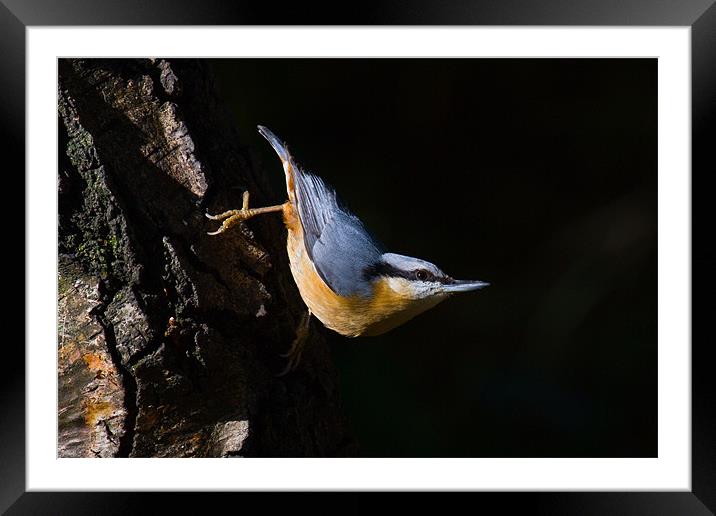 Nuthatch Framed Mounted Print by Kevin Baxter