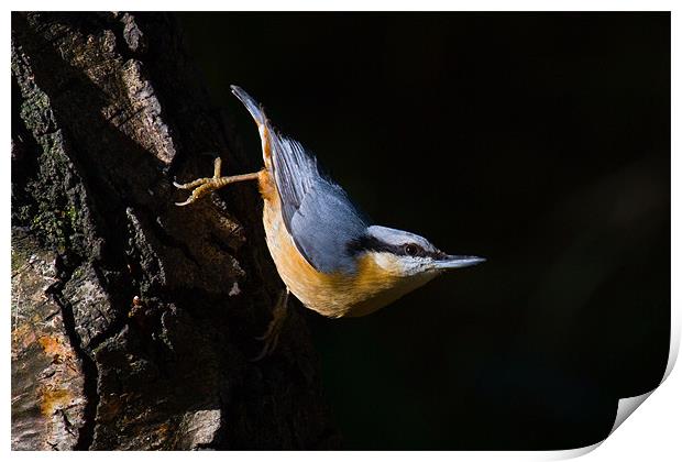 Nuthatch Print by Kevin Baxter