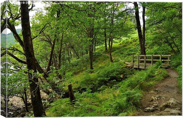  Loch  Lomond Path Canvas Print by Diana Mower