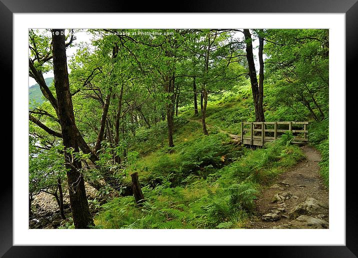  Loch  Lomond Path Framed Mounted Print by Diana Mower