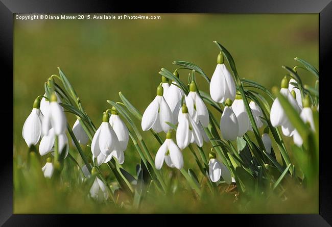  Wild Snowdops   Framed Print by Diana Mower