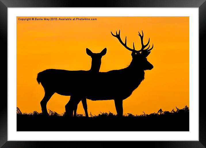  Red Deer at Sunset Framed Mounted Print by Barrie May