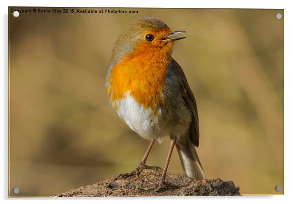 The Model Robin Acrylic by Barrie May