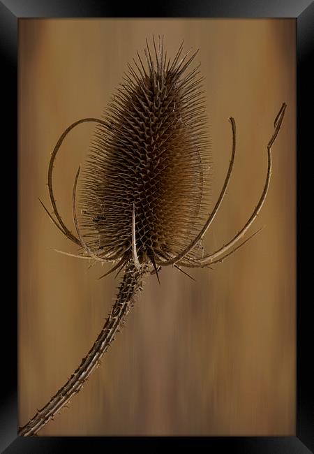  Teazle wild plant Framed Print by Eddie John