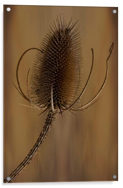  Teazle wild plant Acrylic by Eddie John