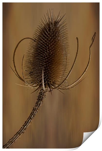  Teazle wild plant Print by Eddie John