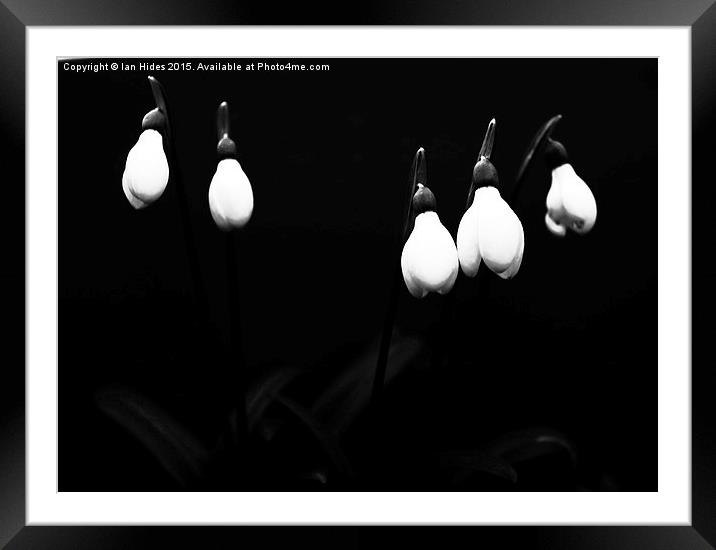  Snow drops in the garden Framed Mounted Print by Ian Hides