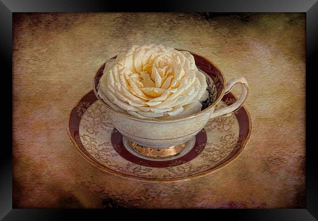  Pretty rose in tea cup Framed Print by Eddie John