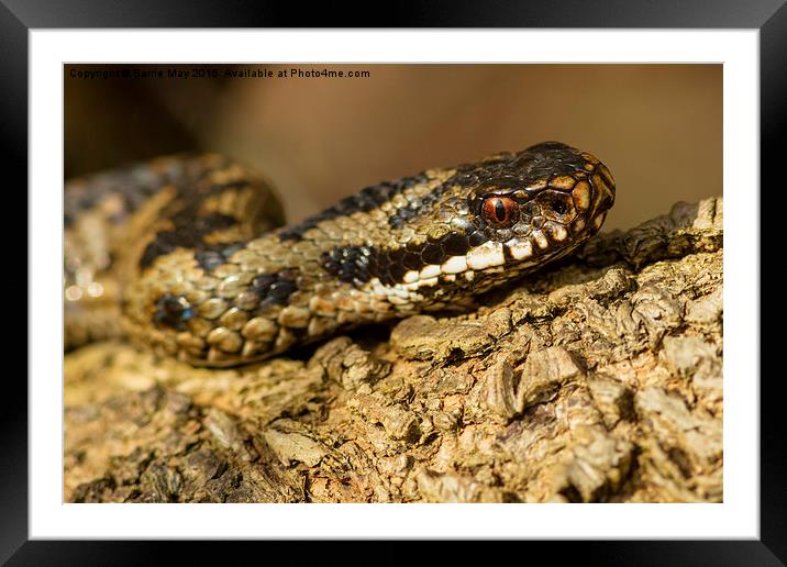 Adder Basking in the Sun Framed Mounted Print by Barrie May