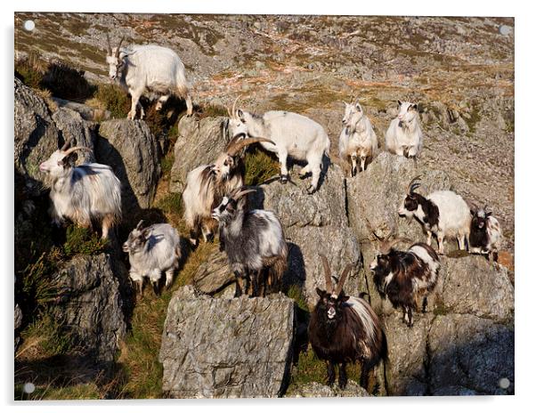  Welsh mountain goats Acrylic by Rory Trappe