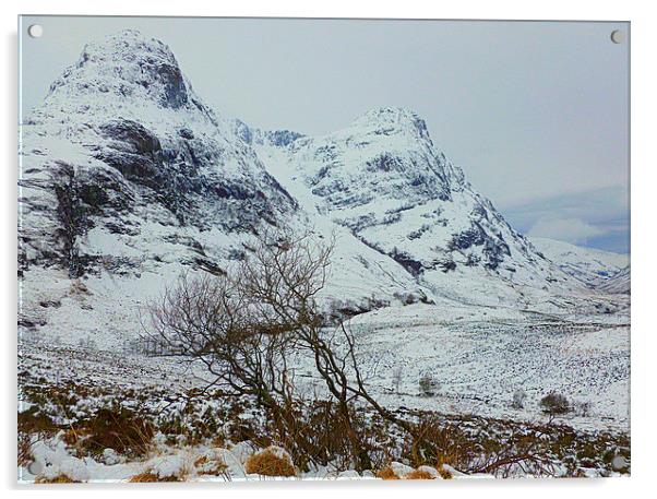  windblown glencoe Acrylic by dale rys (LP)