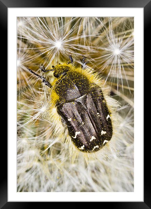 Apple Blossom Beetle (Tropinota hirta) on Dandelio Framed Mounted Print by Gabor Pozsgai
