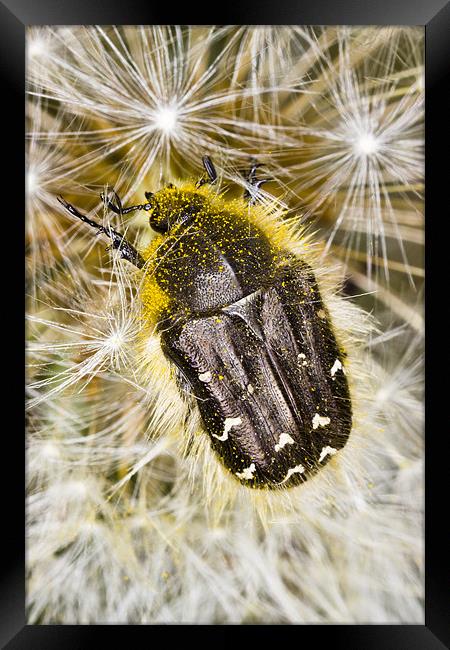 Apple Blossom Beetle (Tropinota hirta) on Dandelio Framed Print by Gabor Pozsgai