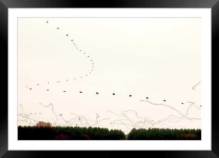  as the Crow flies....................... Framed Mounted Print by Gavin Wilson