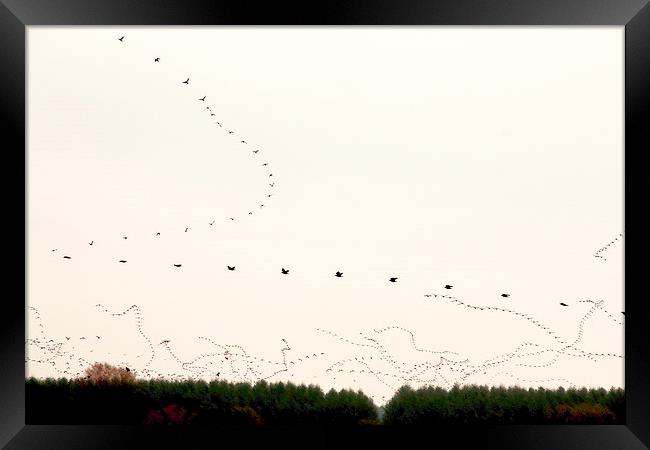  as the Crow flies....................... Framed Print by Gavin Wilson