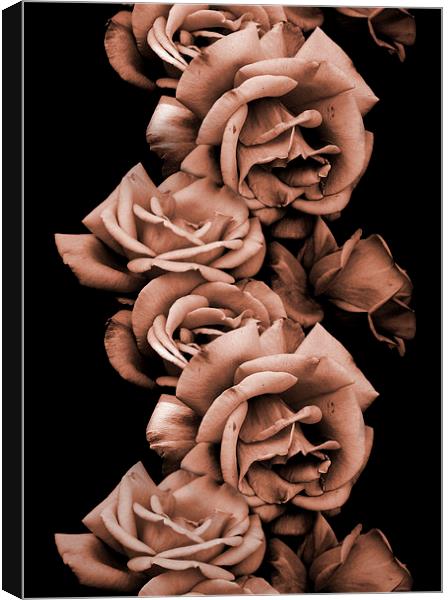 rosy boughs  Canvas Print by Heather Newton