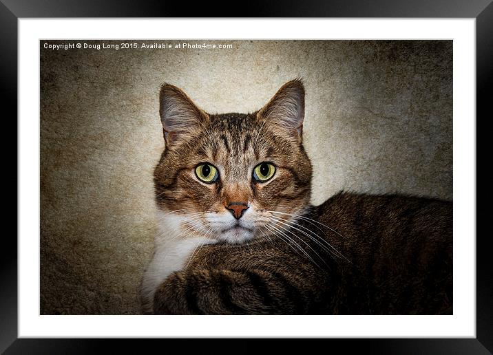 Cat Portrait Framed Mounted Print by Doug Long