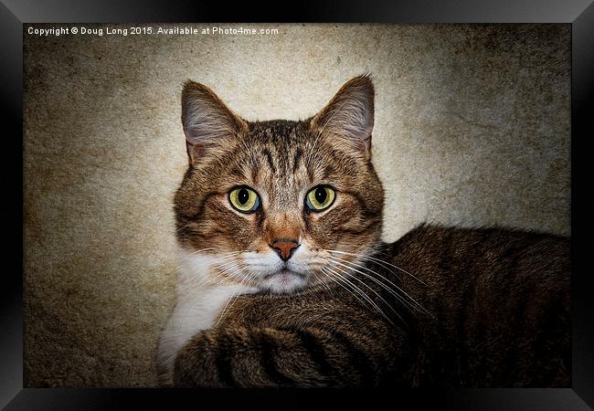 Cat Portrait Framed Print by Doug Long