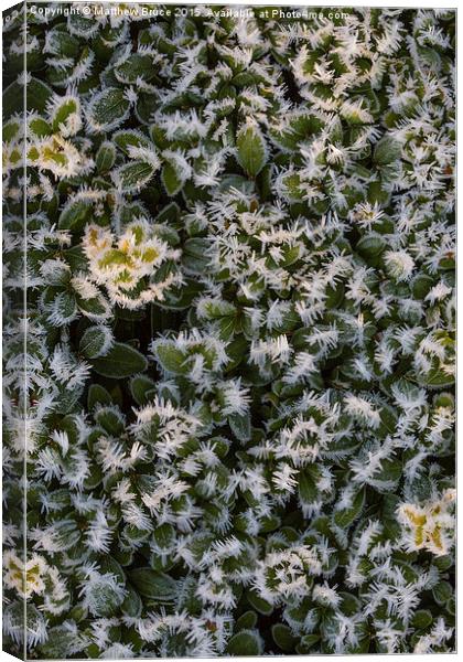  Spiky bush Canvas Print by Matthew Bruce