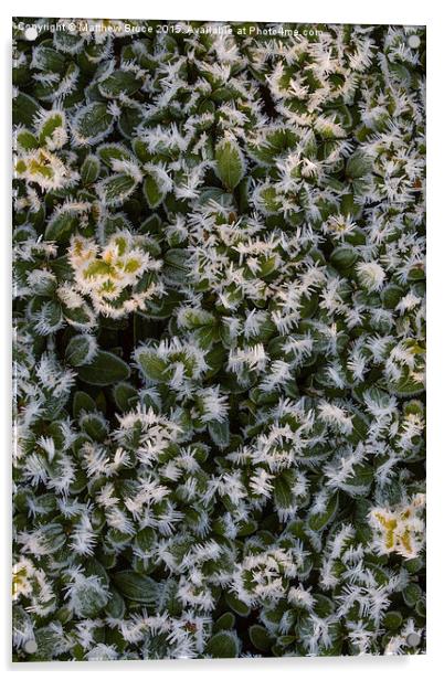  Spiky bush Acrylic by Matthew Bruce