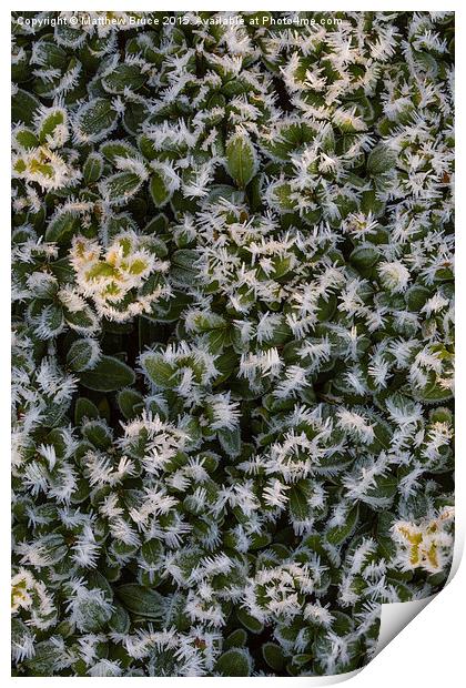  Spiky bush Print by Matthew Bruce