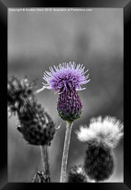  A Solitary Thistle Framed Print by Gordon Stein