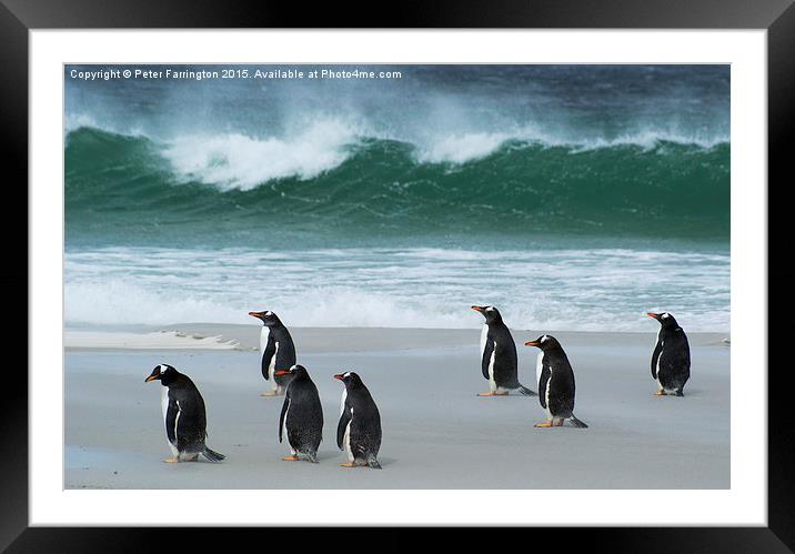  Shall We Go Surf ? Framed Mounted Print by Peter Farrington