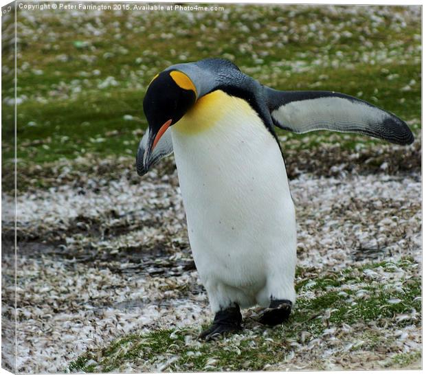 I Believe I Can Fly ! Canvas Print by Peter Farrington