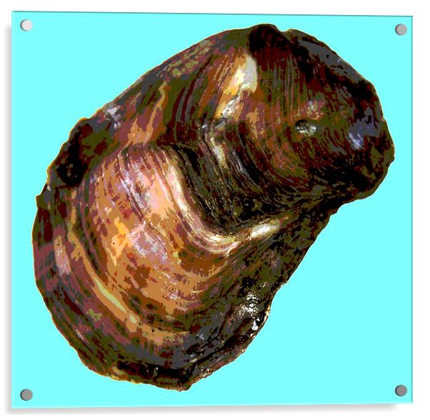 Posterised Oyster Shell  Acrylic by james balzano, jr.