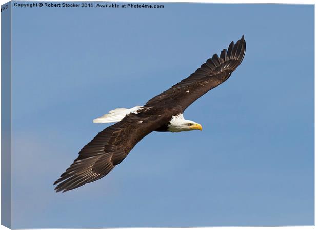  Bald Eagle in Flight Canvas Print by Robert Stocker