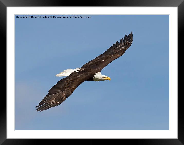  Bald Eagle in Flight Framed Mounted Print by Robert Stocker