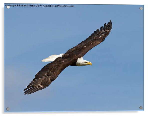  Bald Eagle in Flight Acrylic by Robert Stocker