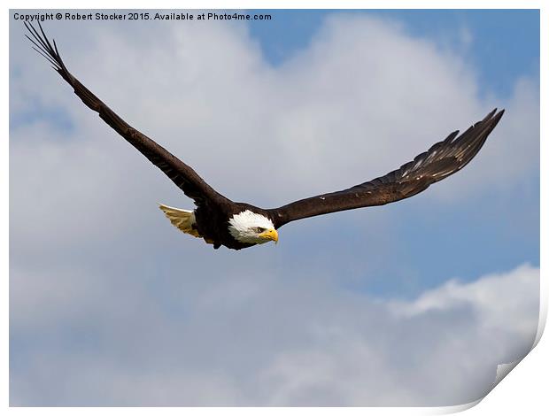   Bald Eagle in Flight Print by Robert Stocker