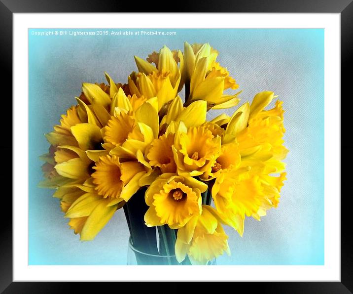 Mini Daffodil Delight Framed Mounted Print by Bill Lighterness