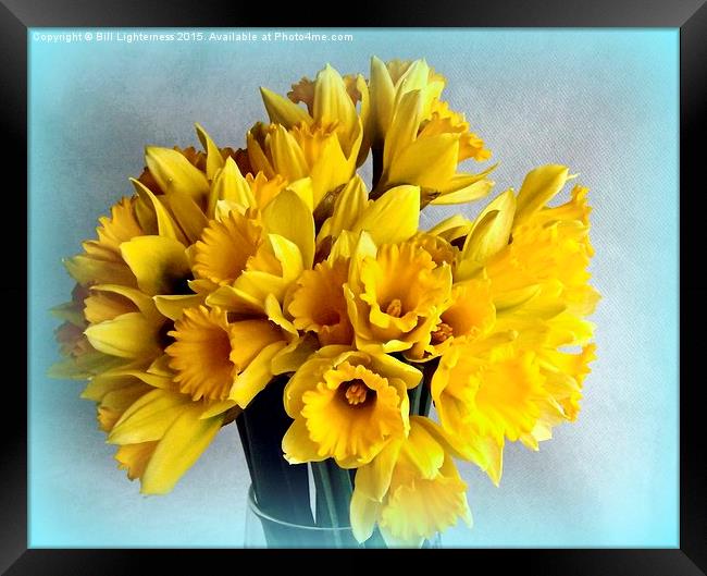 Mini Daffodil Delight Framed Print by Bill Lighterness