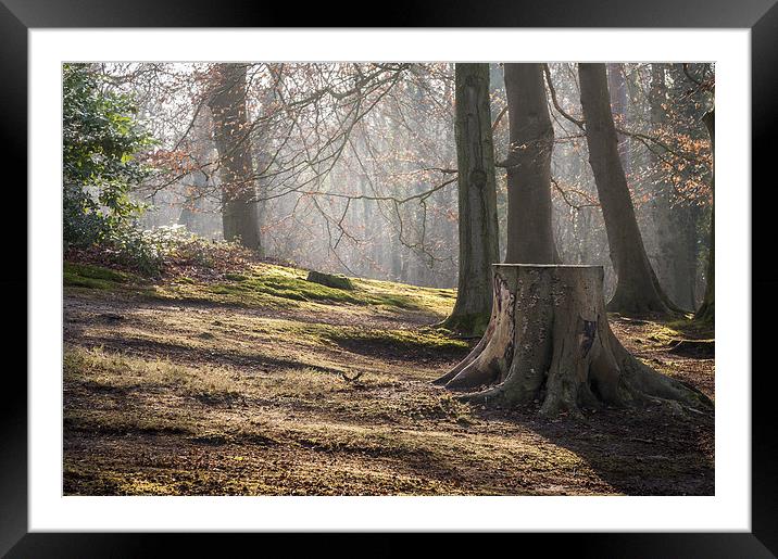 Sunlight through Winter Trees at Fairhaven Framed Mounted Print by Stephen Mole
