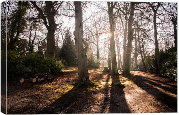  Tree Shadows at Fairhhaven Gardens Canvas Print by Stephen Mole