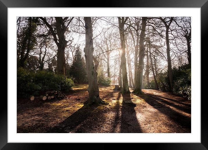  Tree Shadows at Fairhhaven Gardens Framed Mounted Print by Stephen Mole