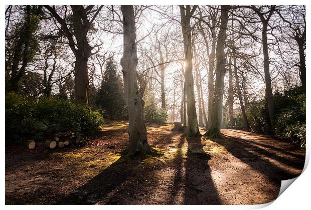  Tree Shadows at Fairhhaven Gardens Print by Stephen Mole