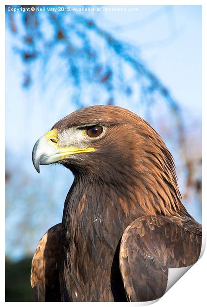  Shadow The Golden Eagle From York Bird Of Prey Ce Print by Neil Vary