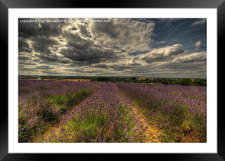  Lavender Field Framed Mounted Print by Nigel Bangert