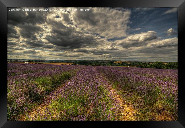  Lavender Field Framed Print by Nigel Bangert