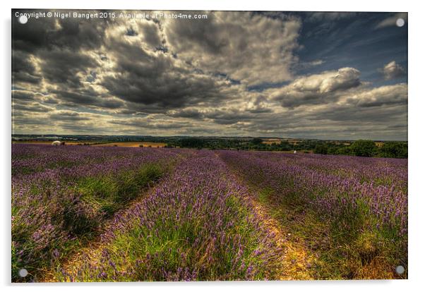  Lavender Field Acrylic by Nigel Bangert