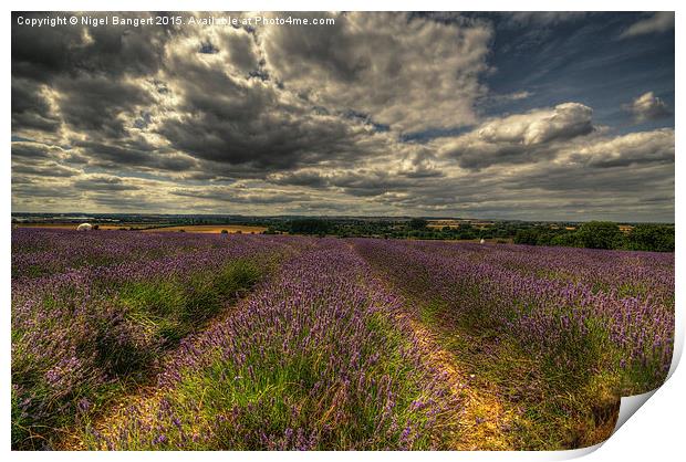  Lavender Field Print by Nigel Bangert