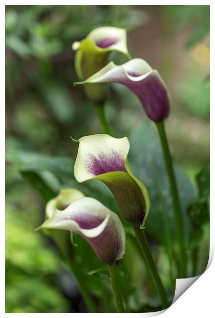  Calla Liily Print by Alan Whyte