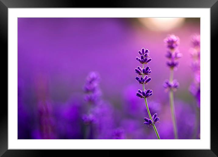 Lavender macro! Framed Mounted Print by Inguna Plume